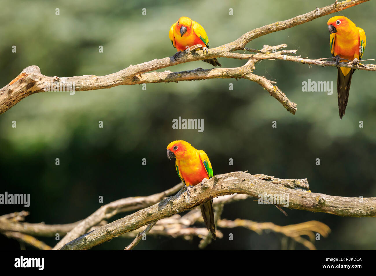 Nahaufnahme von Sun Sittich oder Sun sittiche Aratinga solstitialis, Vogel. Es ist eine mittelgrosse, farbenprächtige Papageien in nordöstlichen Südamerika Stockfoto