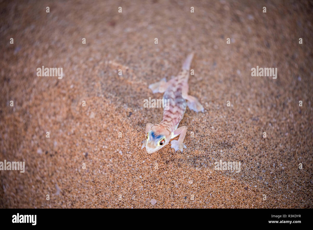 Afrika, Namibia, Namib Web-footed Gecko in der Wüste außerhalb Swakopmund Stockfoto