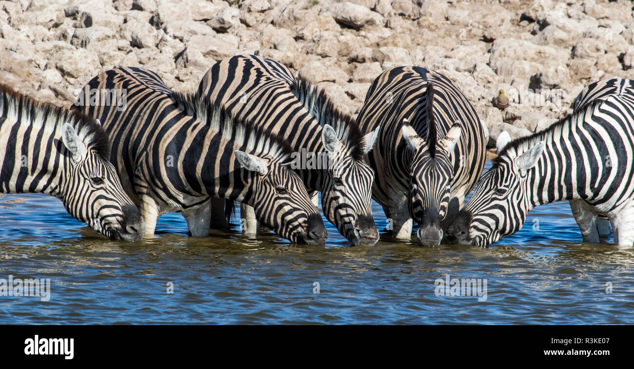 Afrika, Namibia, Etosha Nationalpark, Zebras am Wasserloch Stockfoto