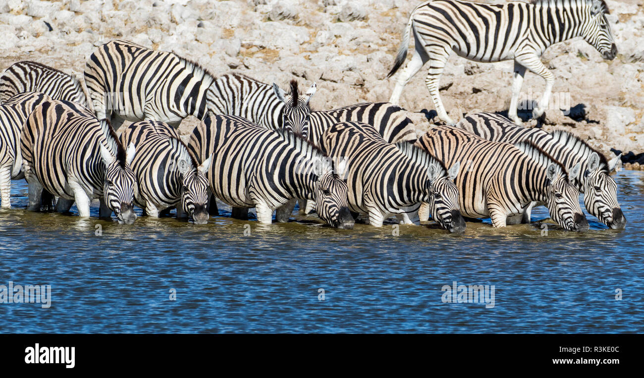Afrika, Namibia, Etosha Nationalpark, Zebras am Wasserloch Stockfoto