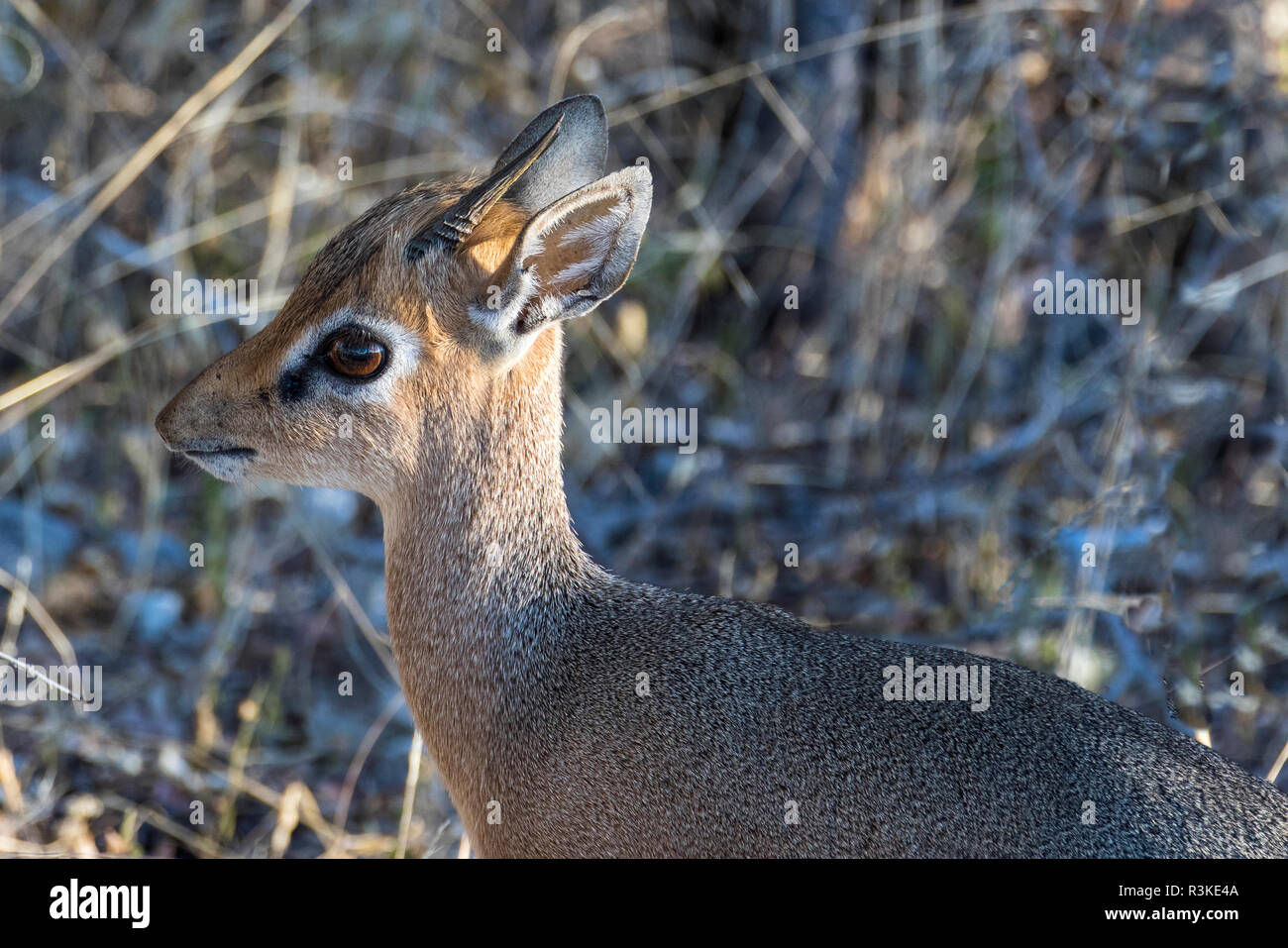 Afrika, Namibia, Etosha National Park. Damara Dik-Dik Stockfoto