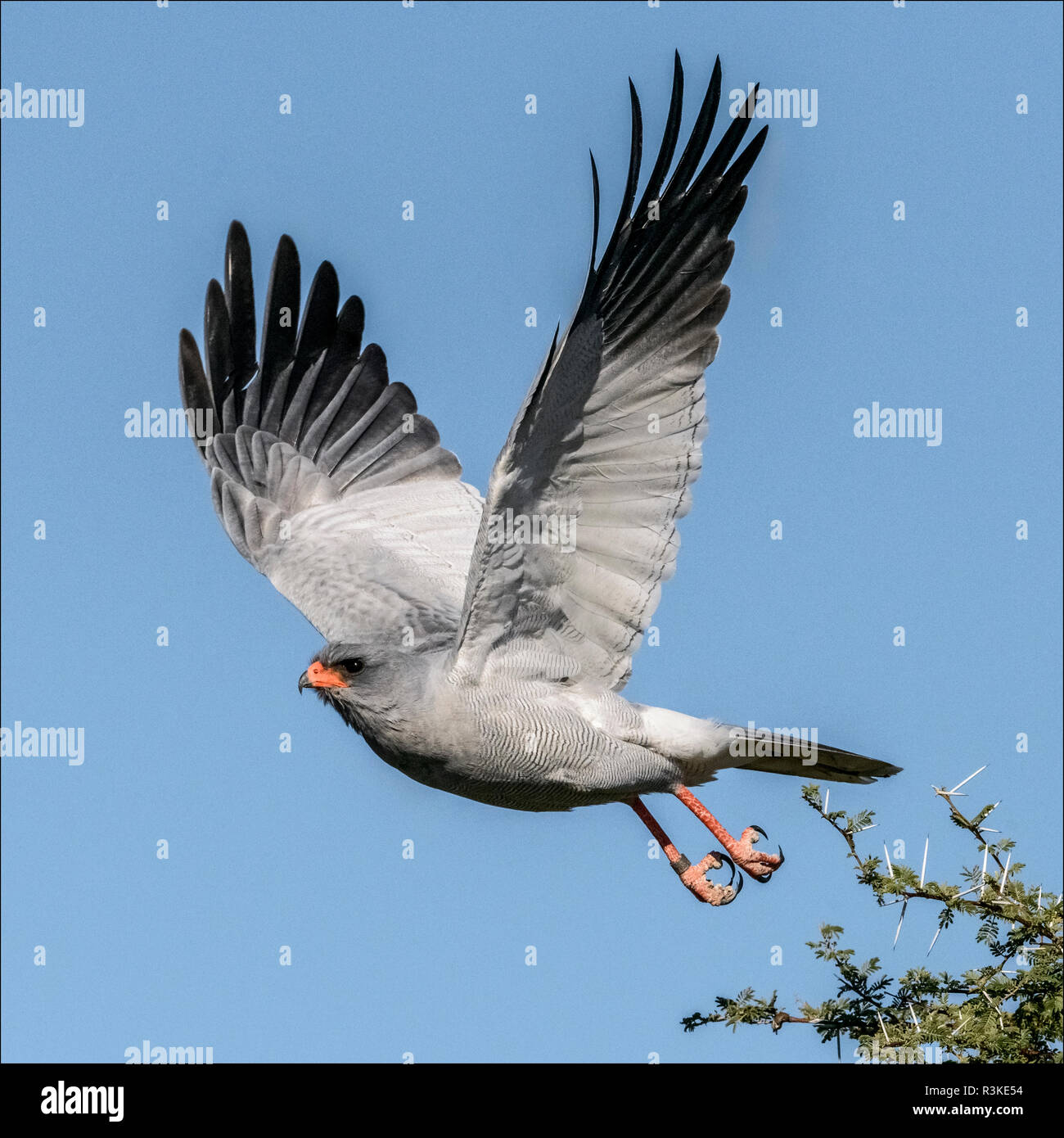 Etosha National Park, Namibia, Afrika. Blass Chanting Goshawk fliegen. Stockfoto
