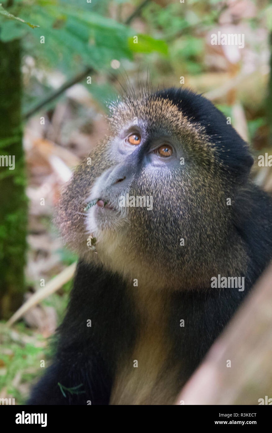 Golden Monkey im Bambuswald, Parc National des Volcans, Ruanda Stockfoto