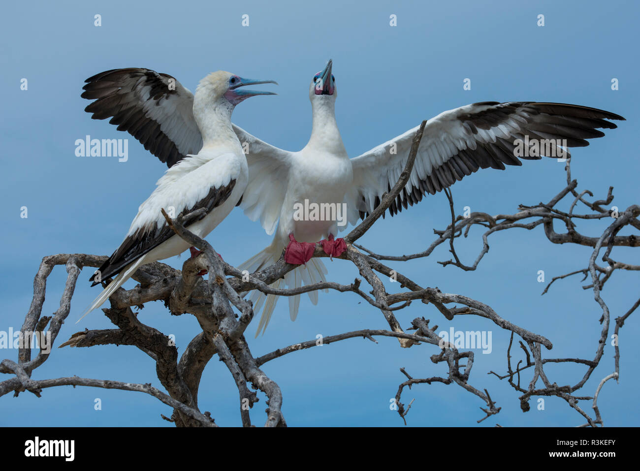 Seychellen, Indischer Ozean, Aldabra, Cosmoledo Atoll. Wichtig vogel Kolonie. Paar red-footed boobies (Sula Sula) Stockfoto