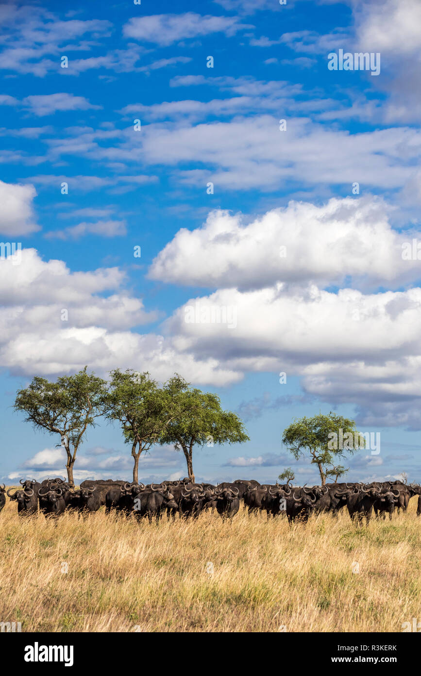 Afrika, Tansania. Kap Büffelherde in der Savanne Gras. Credit: Jones & Shimlock/Jaynes Galerie/DanitaDelimont.com Stockfoto