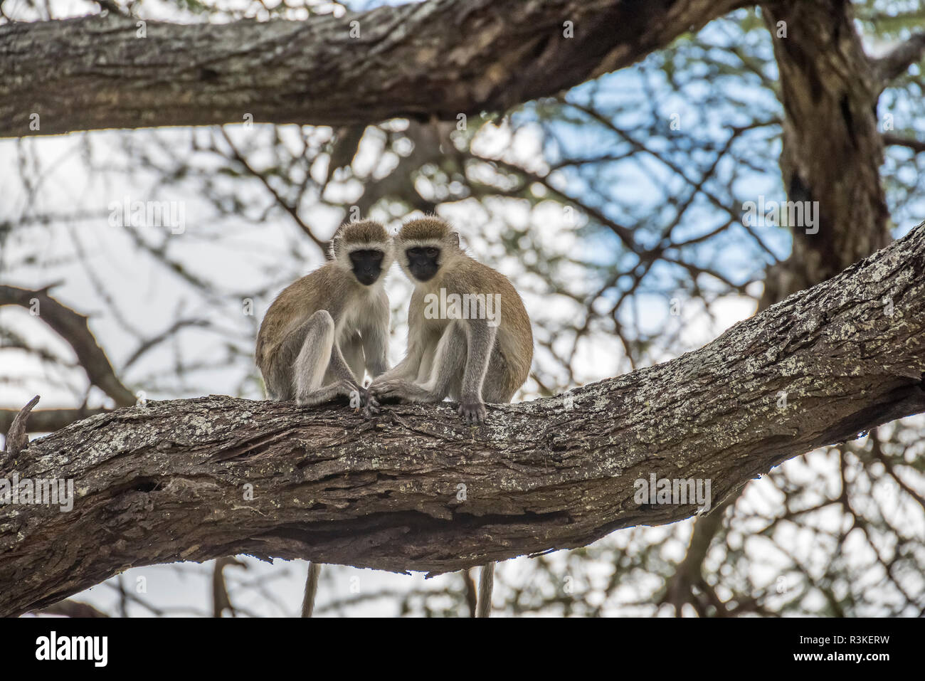 Afrika, Tansania. Grüne Meerkatzen im Baum. Credit: Jones & Shimlock/Jaynes Galerie/DanitaDelimont.com Stockfoto