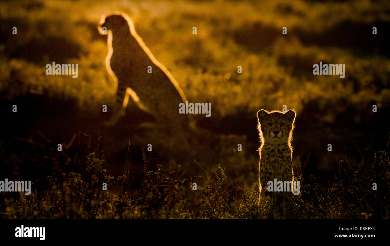 Afrika, Tansania, Ngorongoro Conservation Area. Erwachsene und junge geparden bei Sonnenuntergang. Kredit als: Bill Young/Jaynes Galerie/DanitaDelimont.com Stockfoto