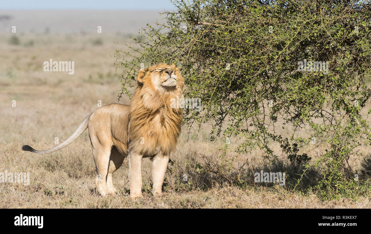 Afrika, Tansania, Ngorongoro Conservation Area. Männliche Löwe und dornigen Baum. Kredit als: Bill Young/Jaynes Galerie/DanitaDelimont.com Stockfoto