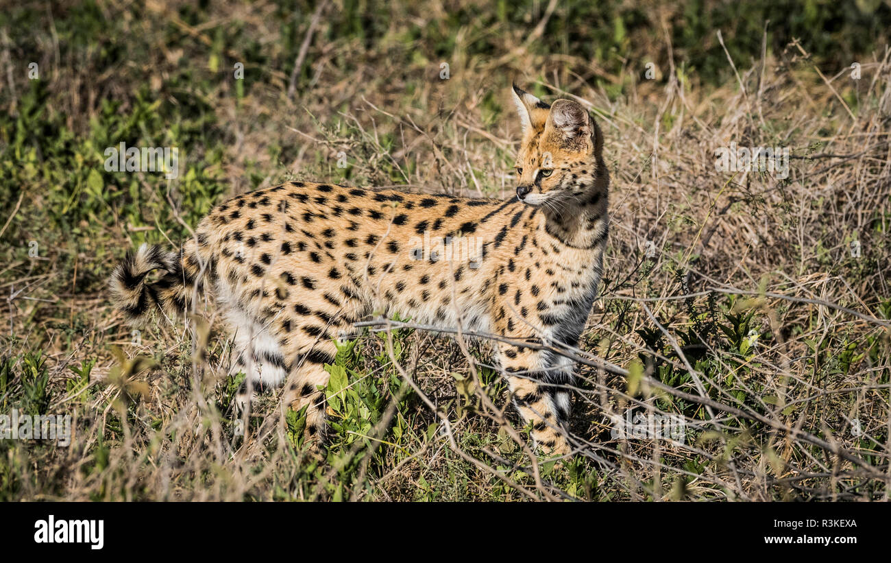 Afrika, Tansania, Ngorongoro Conservation Area. Serval Katze in der Bürste. Kredit als: Bill Young/Jaynes Galerie/DanitaDelimont.com Stockfoto