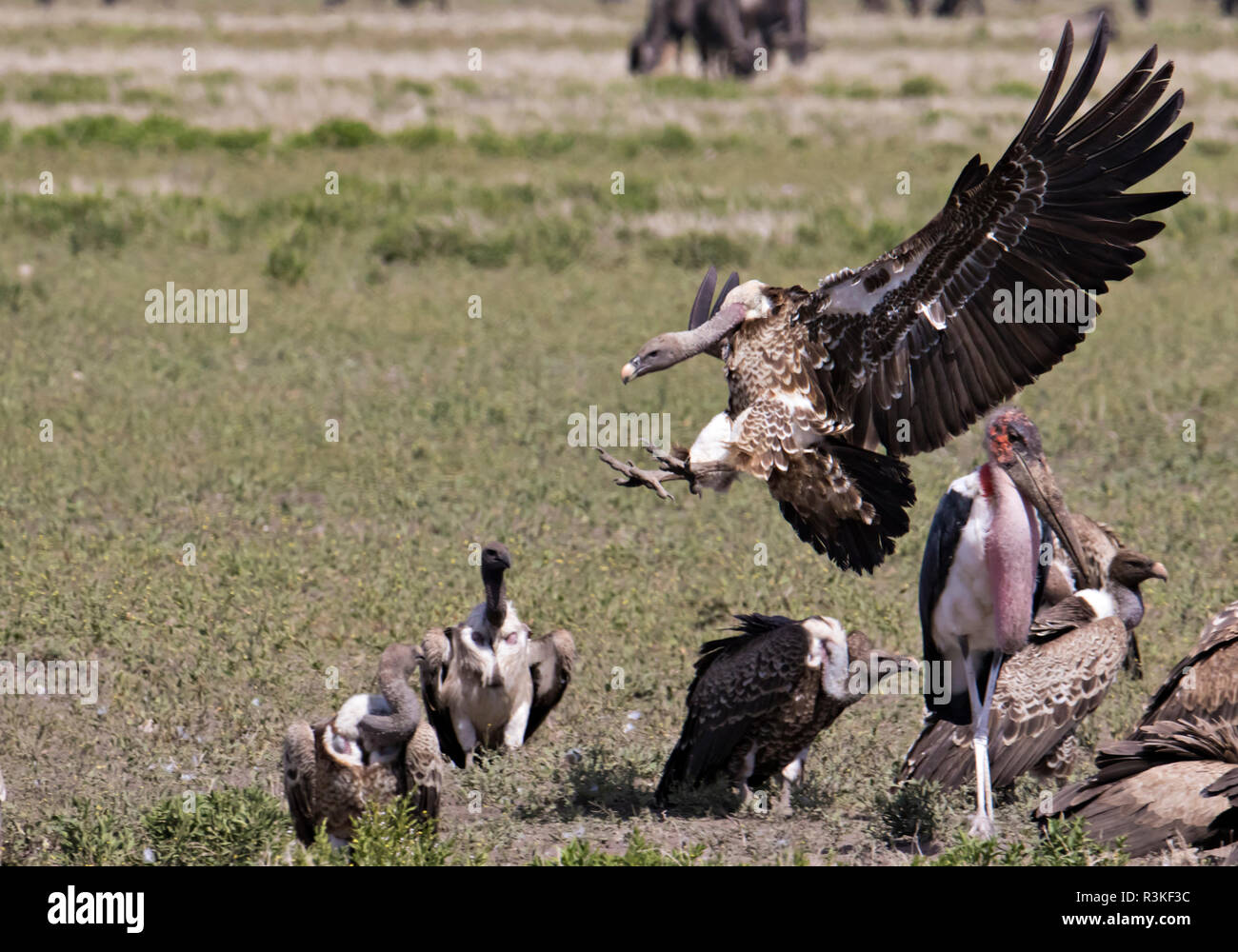 Afrika, Tansania Serengeti. Der Tarangire National Park. Ruppell's Gänsegeier (Tylose in Rueppellii) mit einem Marabu an ein Kill Stockfoto