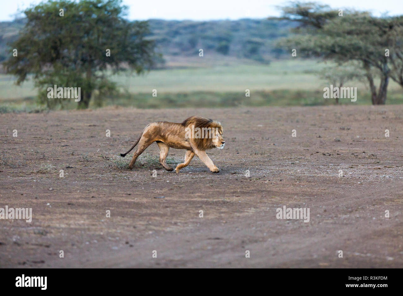 Männliche Löwen jagen nach löwinnen, die gerade einen frischen Töten in der Serengeti National Park, Tansania. Stockfoto