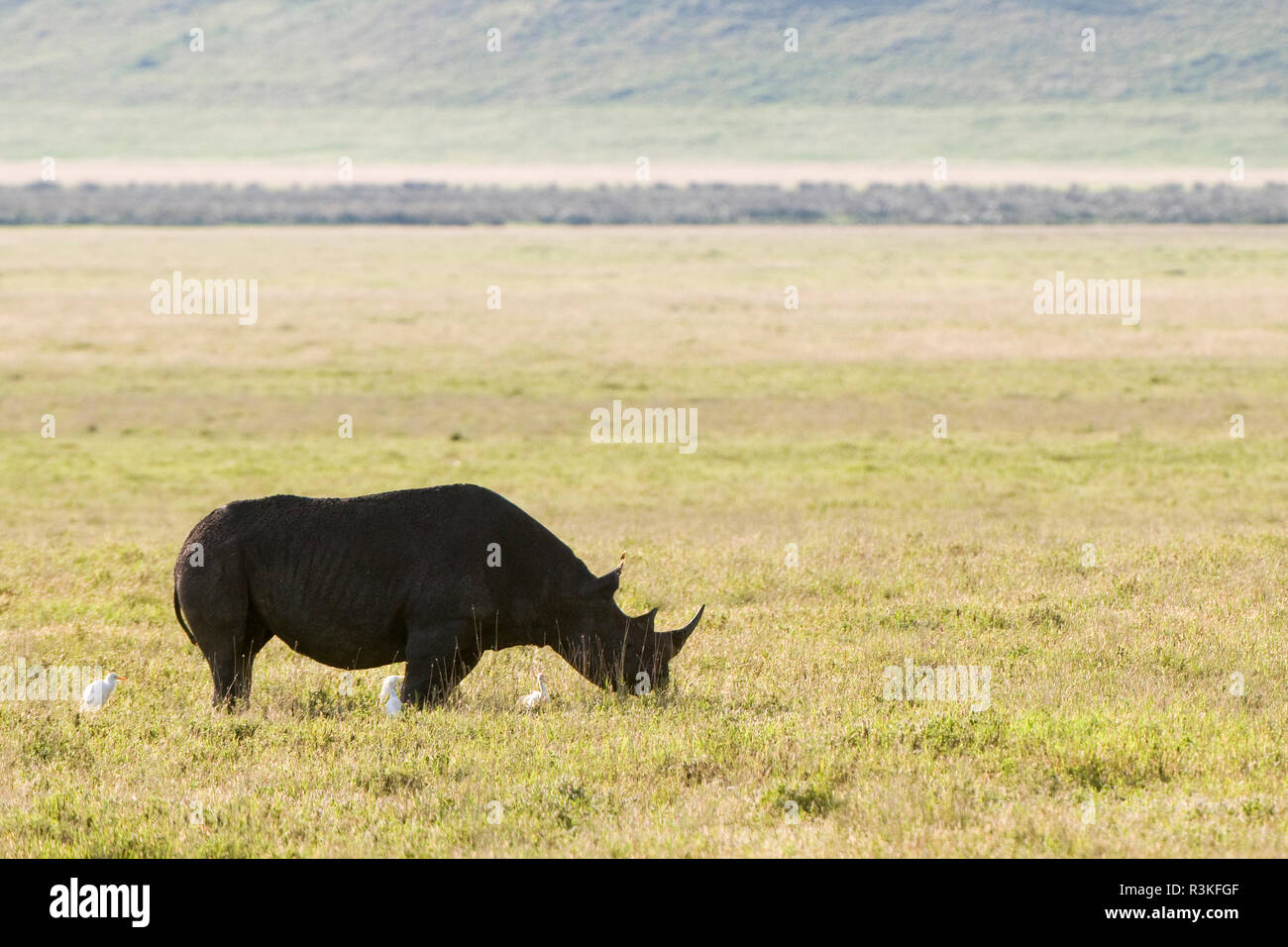 Ngorongoro Conservation Area, Tansania, Afrika. Schwarze Nashorn. Stockfoto