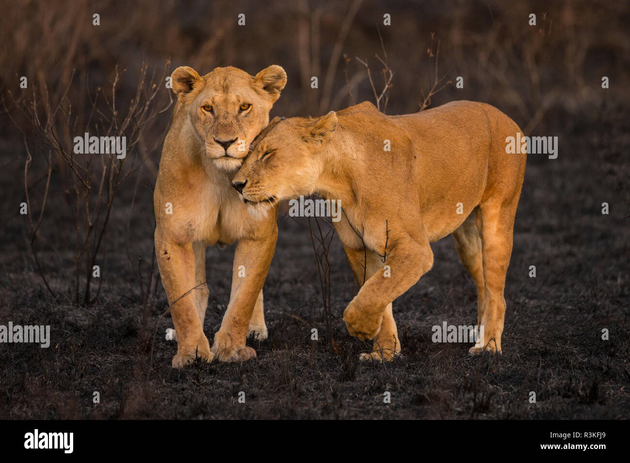 Afrika. Tansania. Afrikanische Löwen (Panthera leo) Patrouille ein zuletzt gebrannten wildfire, Serengeti National Park. Stockfoto