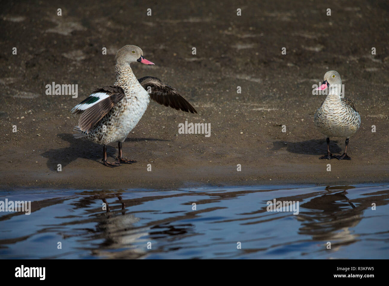 Afrika. Tansania. Paar Kap krickenten (Anas capensis) bei Ndutu, Serengeti National Park. Stockfoto