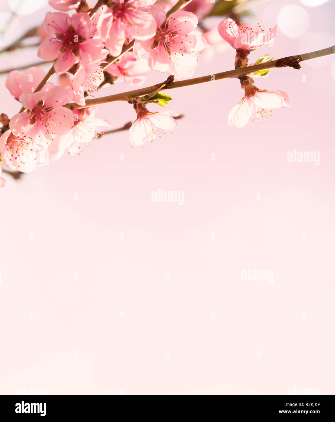 Zweige mit schönen rosa Blumen (Pfirsich) auf rosa Hintergrund. Selektive konzentrieren. Getönten Bild. Stockfoto