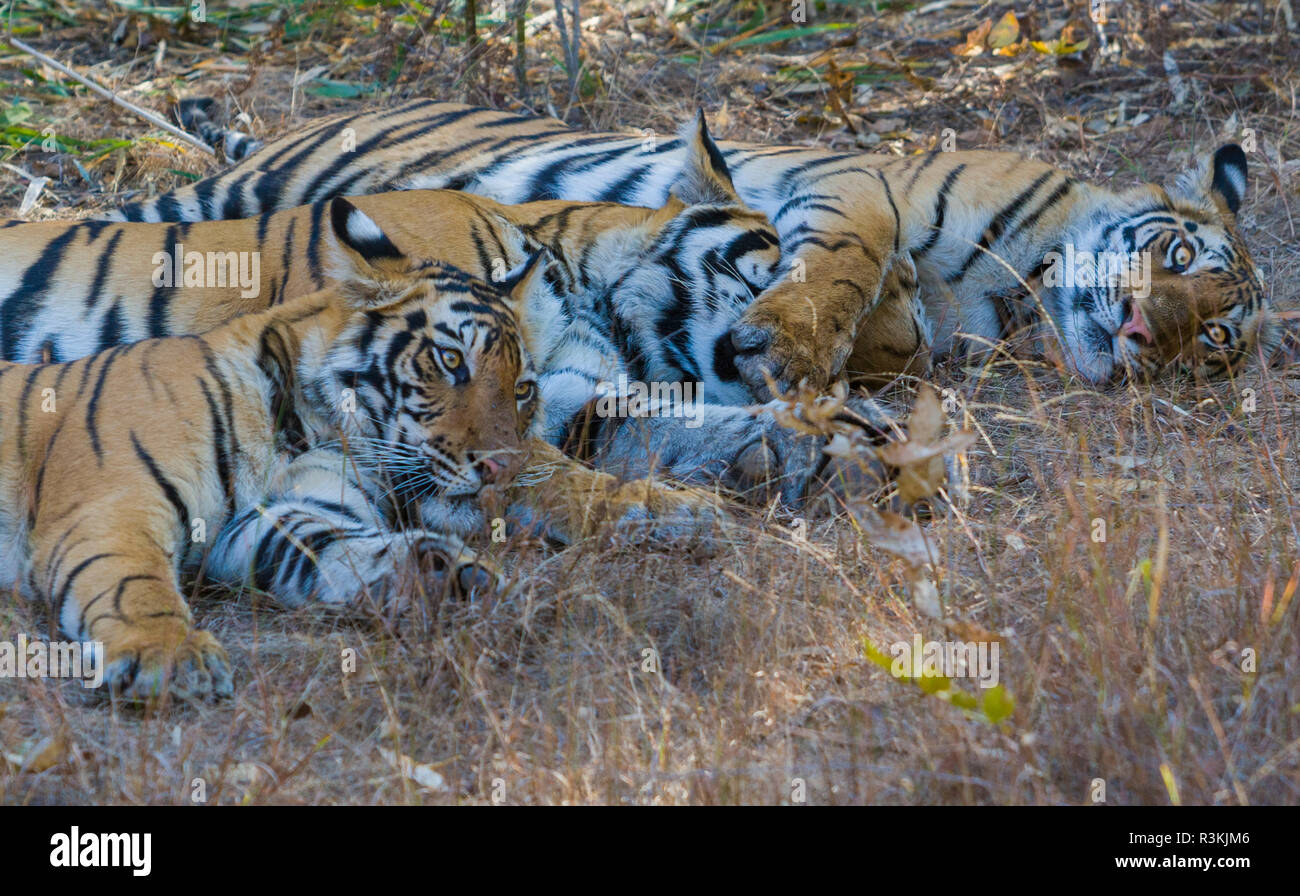Bengal Tiger, Bandhavgarh Nationalpark, Indien Stockfoto