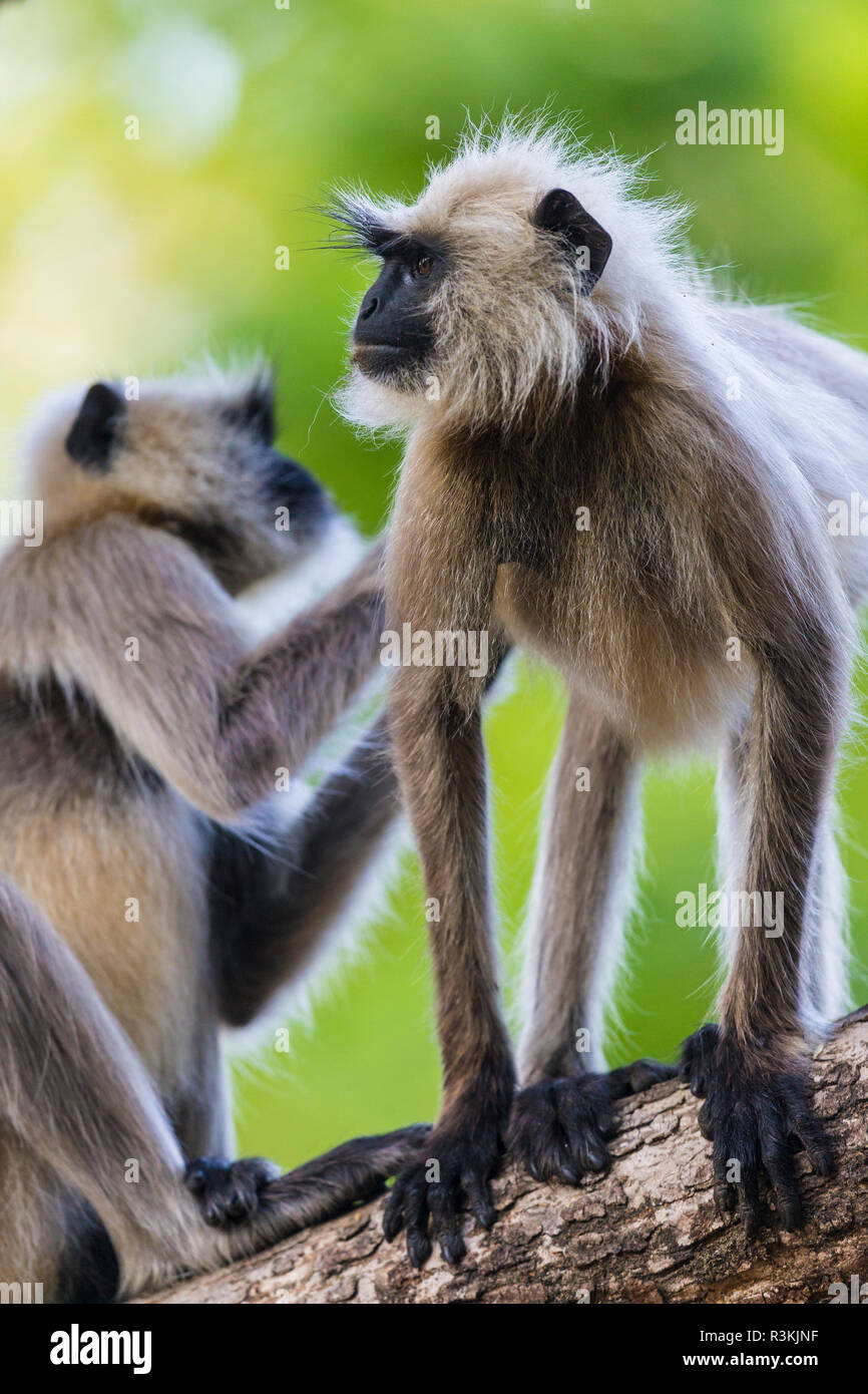 Indien. Grau Langur, Hanuman Langur (Semnopithecus Entellus) in Kanha Tiger Reserve Stockfoto