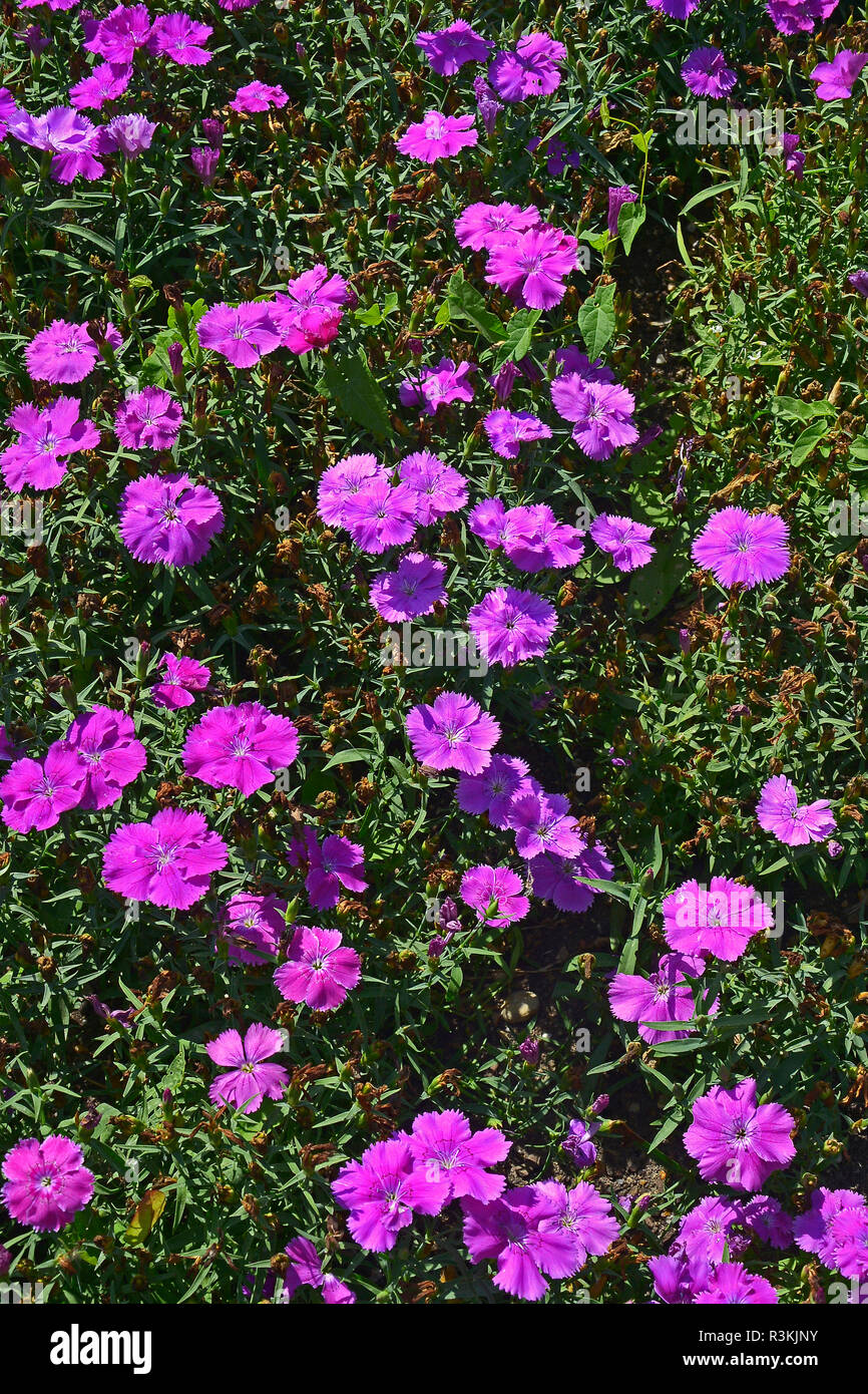 Nahaufnahme einer Blüte Grenze mit der Colouful Blüte Dianthus 'Corona Lavendel' Stockfoto