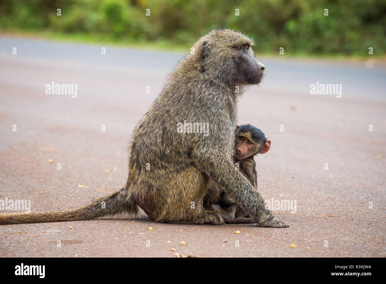 Olive baboon Mutter mit ihrem Baby auf der Straße Stockfoto