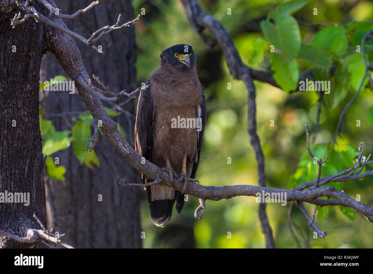 Indien. Crested Schlange Eagle (Spilornis cheela) in Bandhavgarh Tiger Reserve. Stockfoto