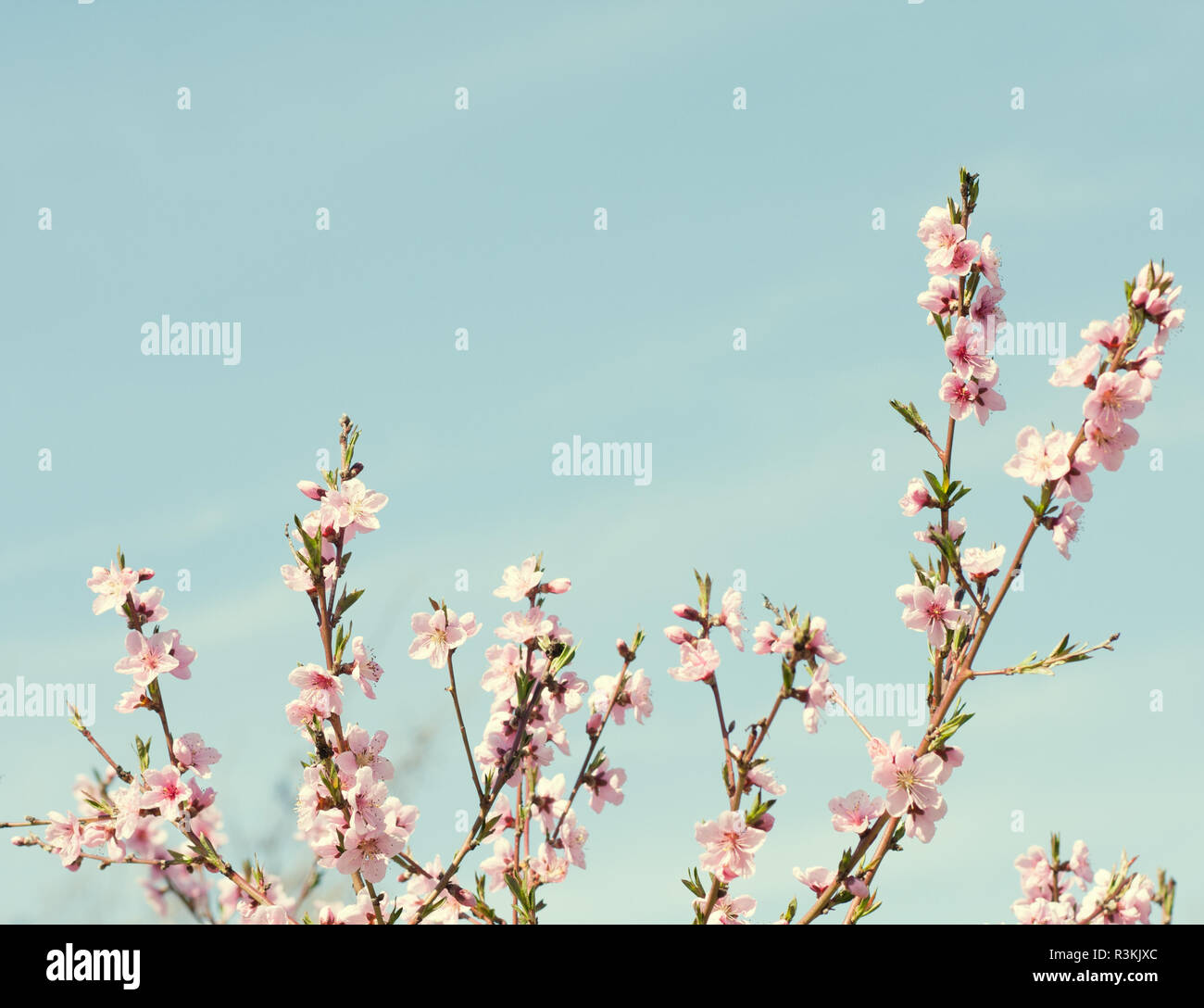 Zweige mit schönen rosa Blumen (Pfirsich) gegen den blauen Himmel. Selektive konzentrieren. Getönten Bild. Stockfoto