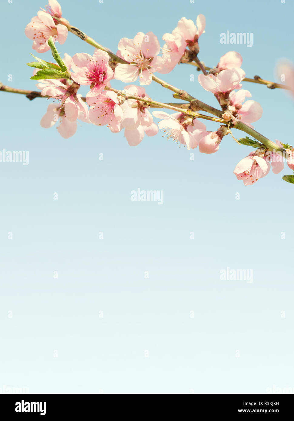 Zweige mit schönen rosa Blumen (Pfirsich) gegen den blauen Himmel. Selektive konzentrieren. Fokus auf in der Nähe von Blumen. Getönten Bild. Stockfoto