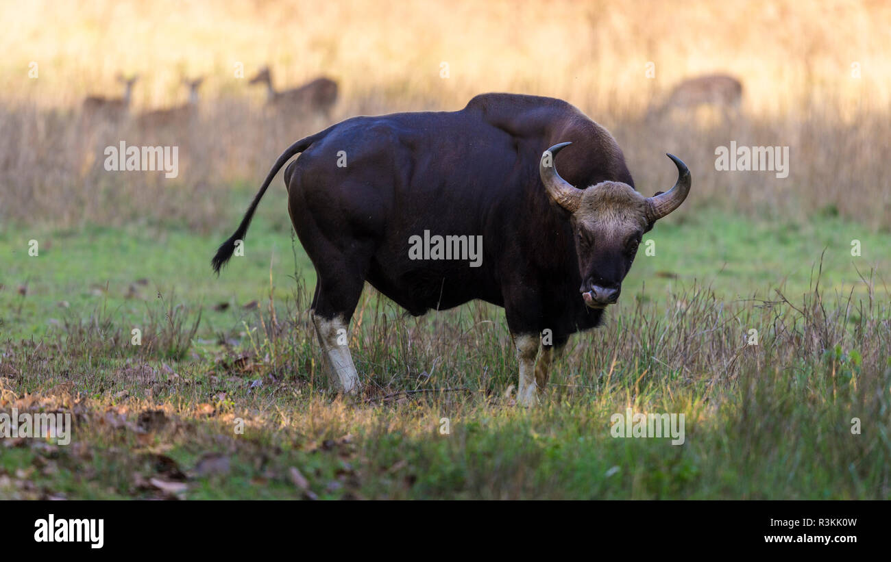Indien. Gaur, Indische wilde Büffel (Bos gaurus) in Kanha Tiger Reserve. Stockfoto