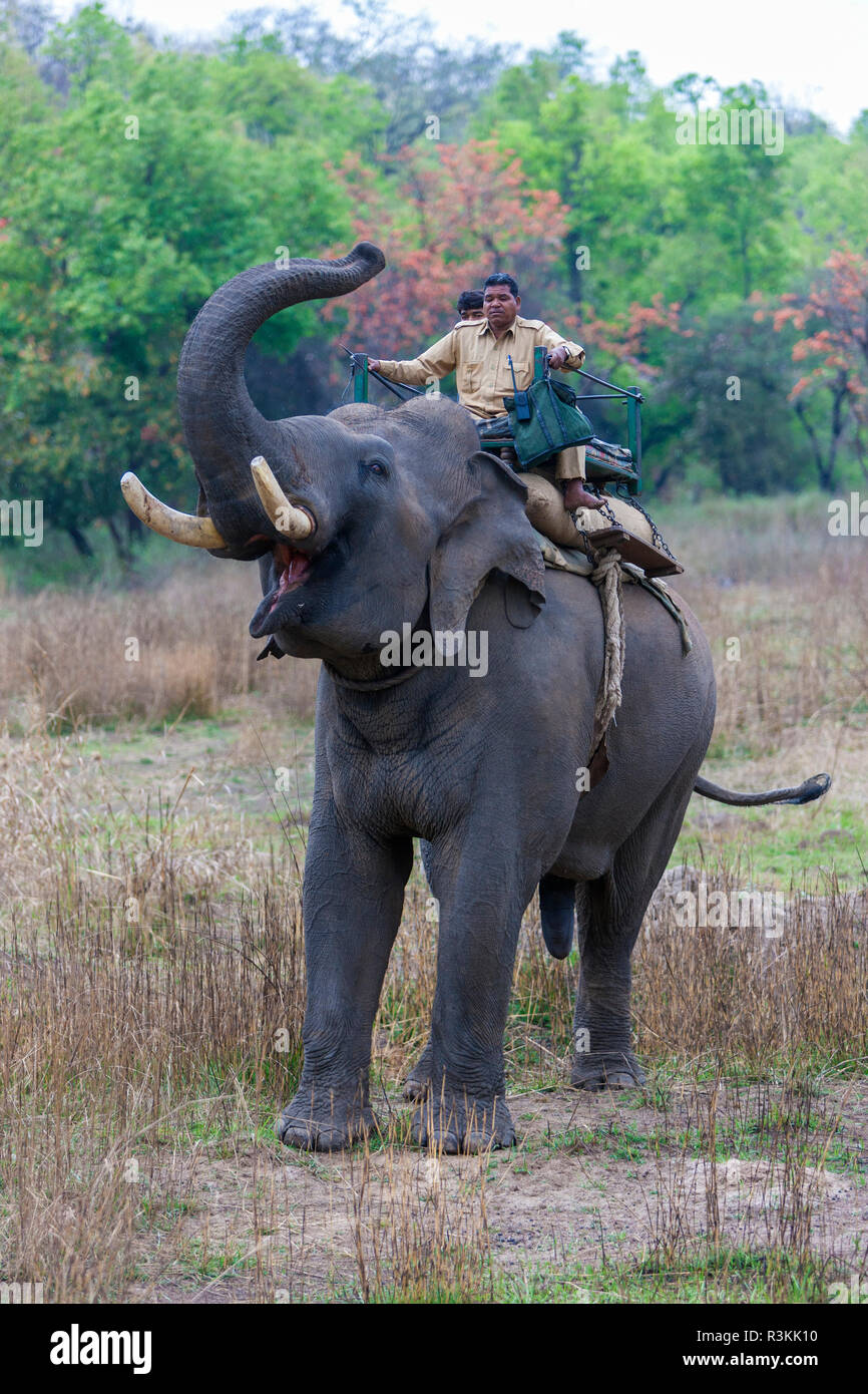 Indien. Asiatischer Elefant (Elephas maximus) in Safari Tourismus an der Bandhavgarh Tiger Reserve verwendet. Stockfoto