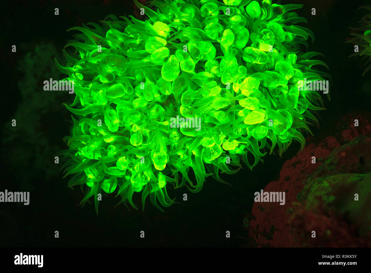 Natürlich vorkommende rot fluoreszierende Schwämme (Leucetta sp.) und grün Bubble Coral (Plerogyra sinuosa). Nacht Tauchen auf der Insel Wetar, Banda See, Indonesien Stockfoto
