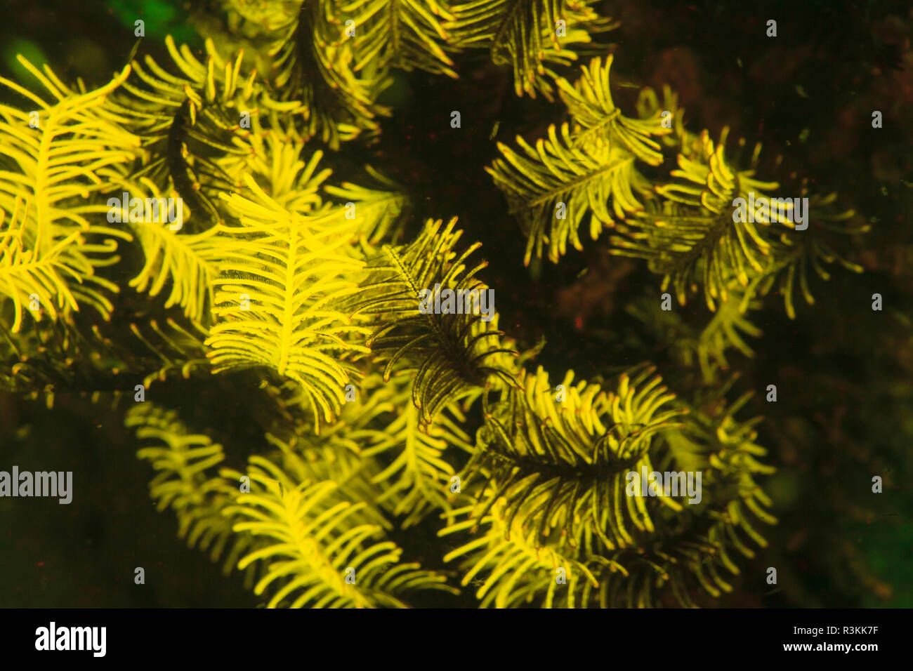 Natürlich vorkommende Fluoreszenz-in Unterwasser crinoiden (Oxycomanthus bennetti). Nachttauchgang in Kalabahi Bay, Alor Island, Indonesien Stockfoto