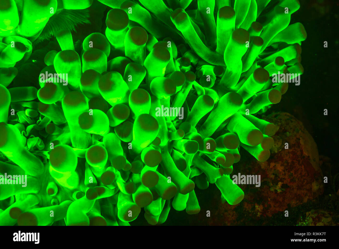 Natürlich vorkommende Fluoreszenz-in Unterwasser Anemone (Catalaphalyllia sp.). Nachttauchgang in Kalabahi Bay, Alor Island, Indonesien Stockfoto