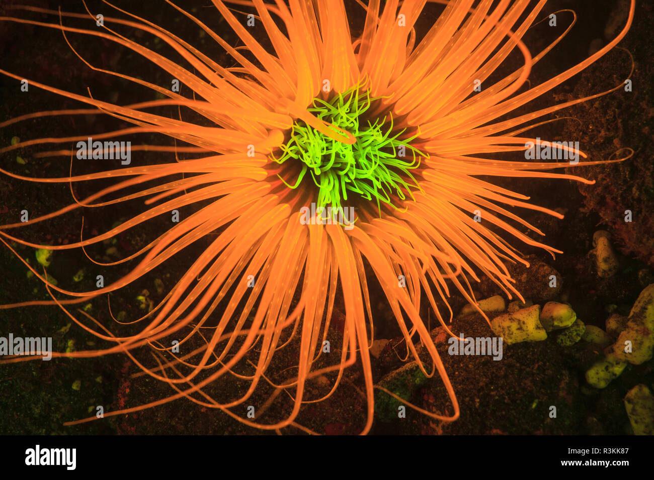 Natürlich vorkommende Fluoreszenz-in Unterwasser Rohr Seeanemone (Ceranthidae) unbekannte Arten. Nachttauchgang in Kalabahi Bay, Alor Island, Indonesien Stockfoto