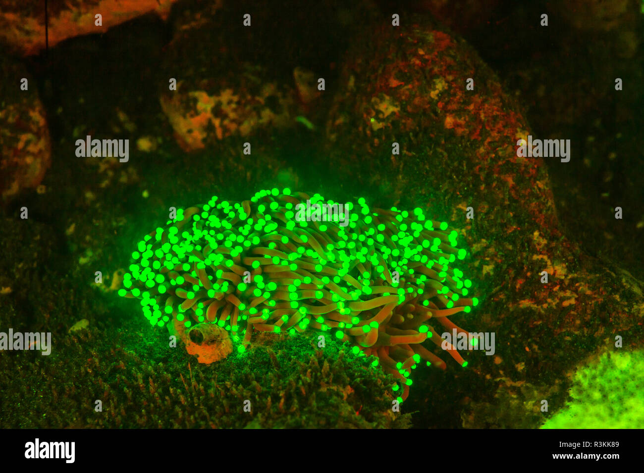 Natürlich vorkommende Fluoreszenz-in Unterwasser Hartkorallen (Heliofungia sp.). Nachttauchgang in Kalabahi Bay, Alor Island, Indonesien Stockfoto