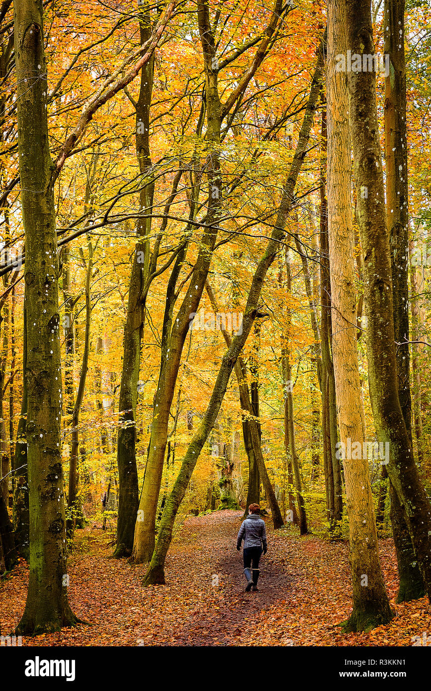 Wandern in den Wäldern von Jütland im Herbst, Dänemark Stockfoto