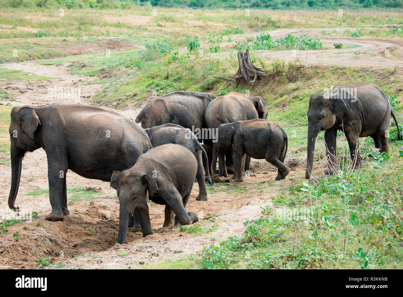 Elefanten wandern im Grasland von Sri Lanka Stockfoto