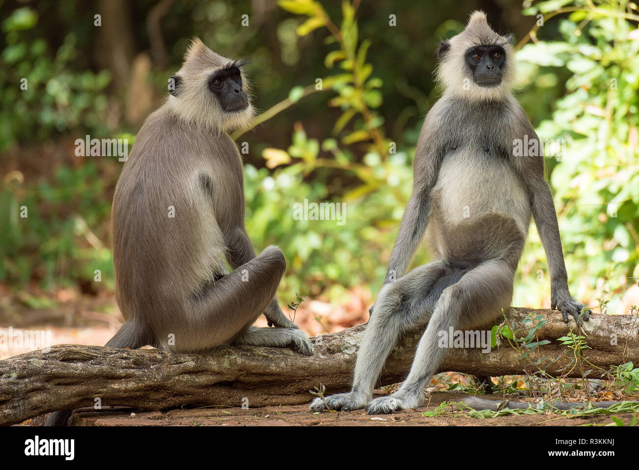 Grau langurs sitzen auf einer niedrigen Mauer, Sri Lanka Stockfoto