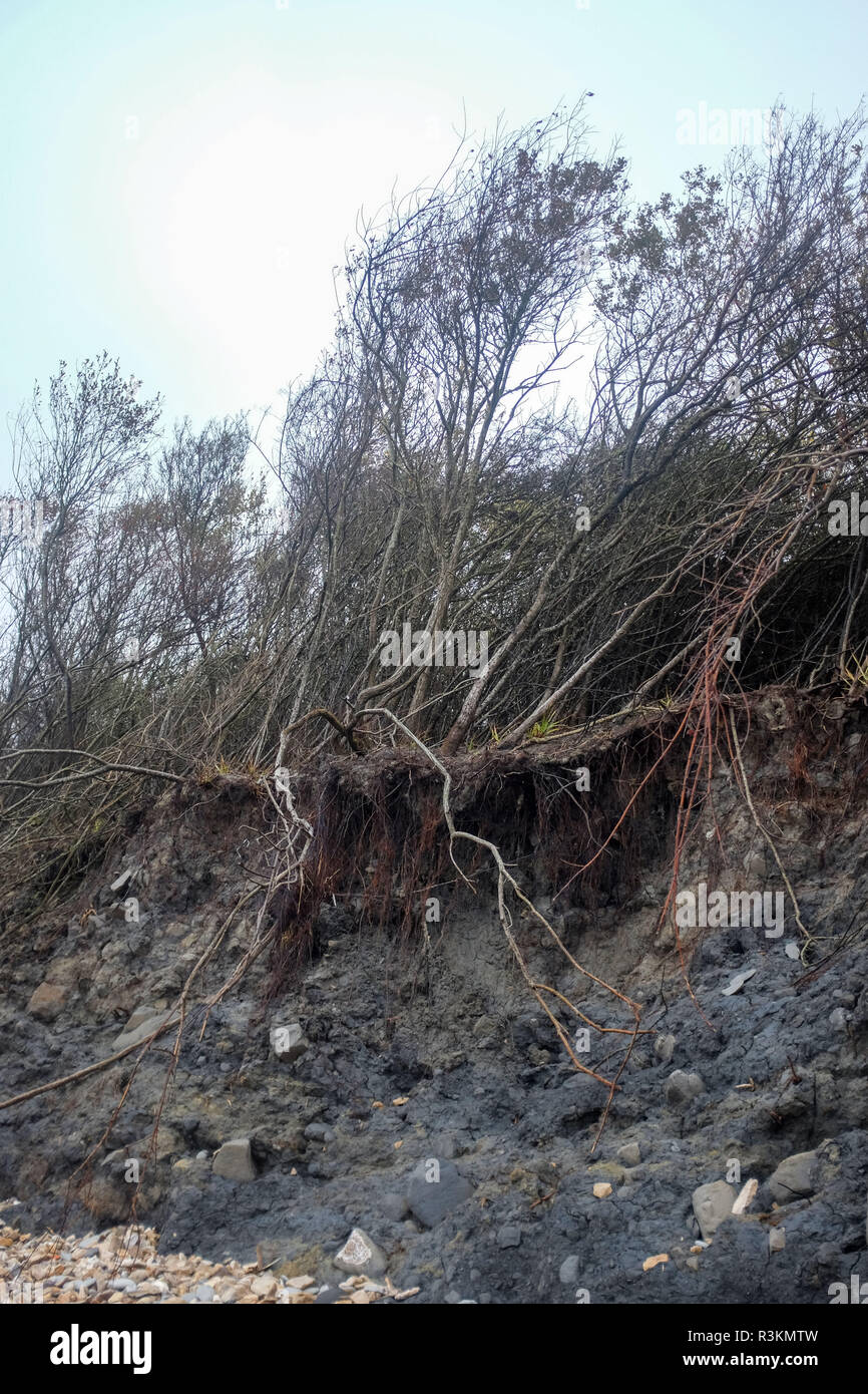 Cliff Erosion auf der berühmten Jurassic Coast Strand zwischen Charmouth und Lyme Regis in West Dorset UK Stockfoto