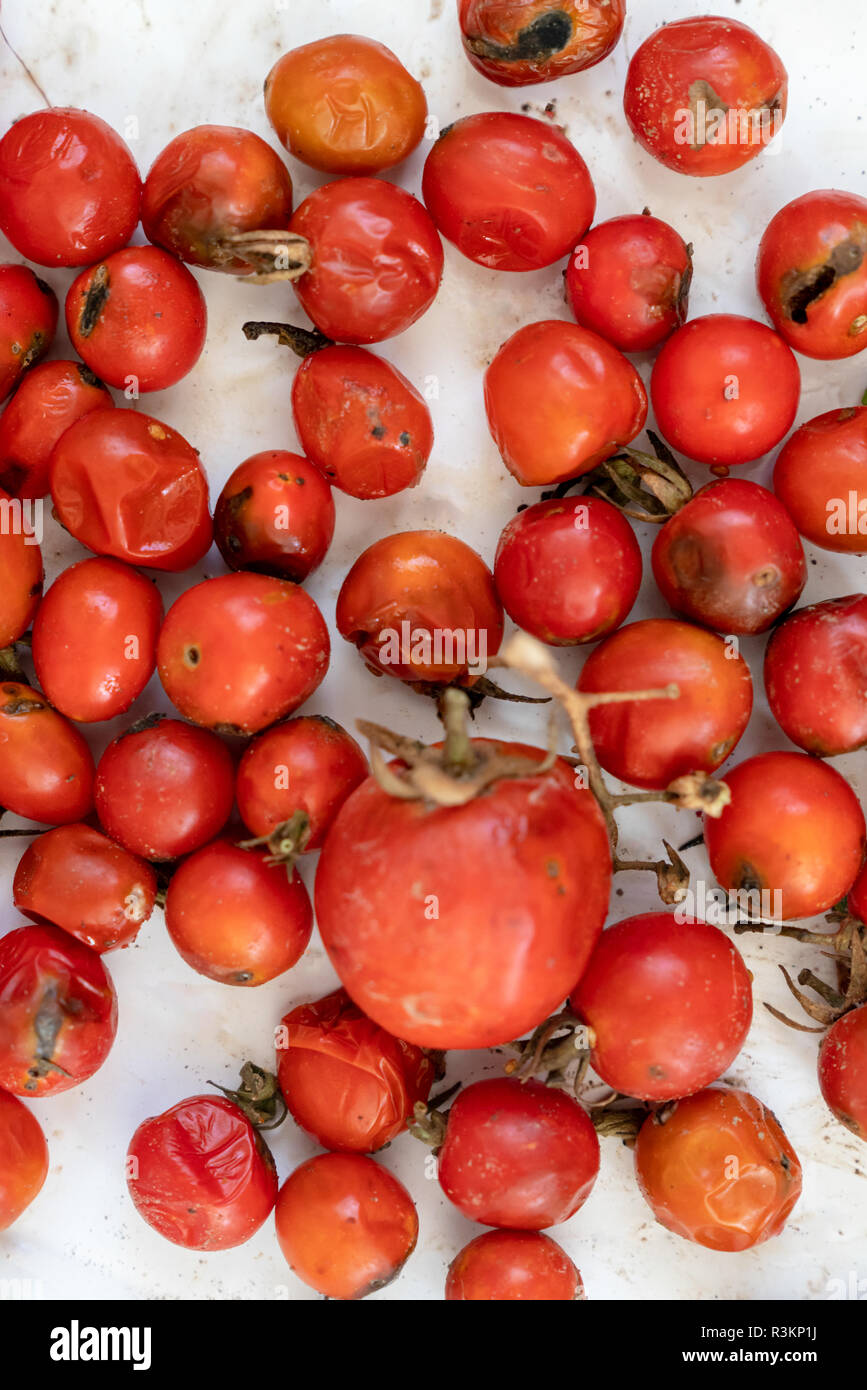 Vielen faulen Tomaten, Hintergrund, Nahaufnahme mit Schimmel bedeckt Stockfoto
