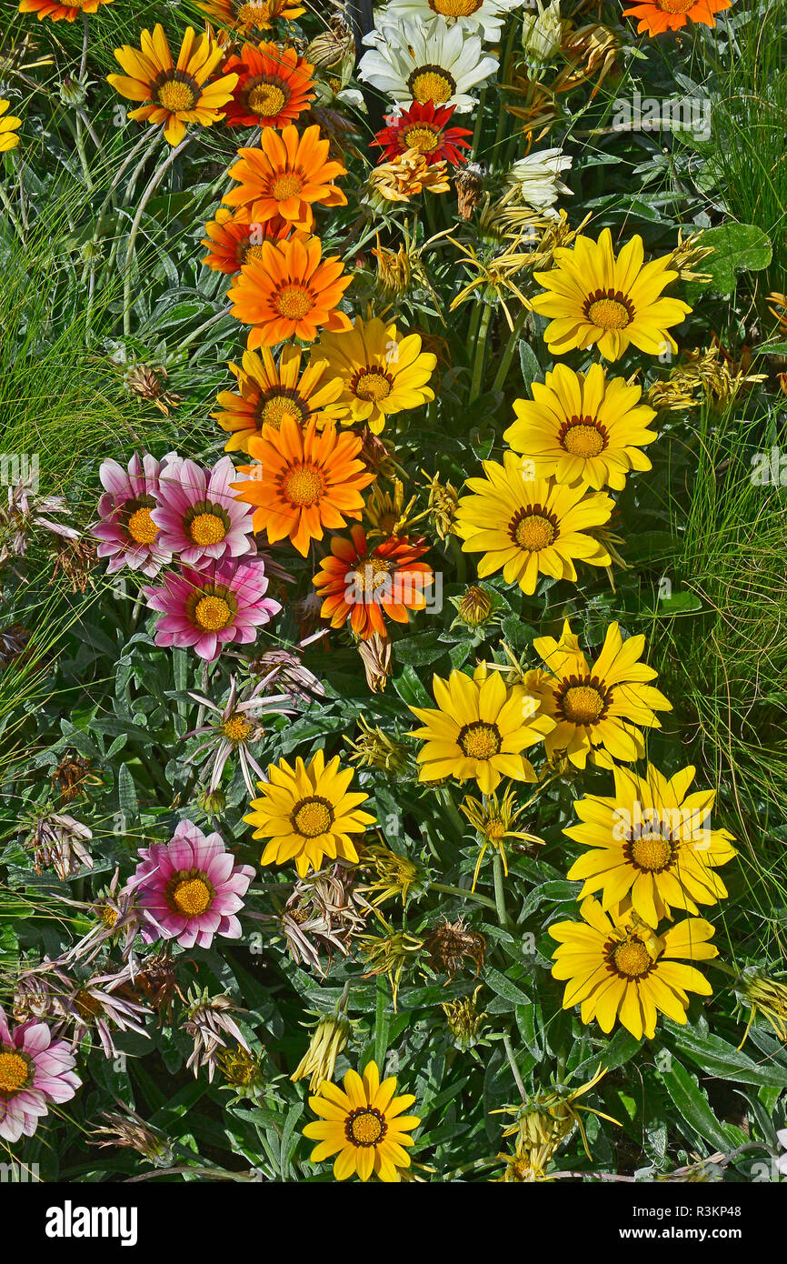 Nahaufnahme einer Blüte Grenze mit der Colouful Blüte Gazania 'Frosty Gemischt' Stockfoto