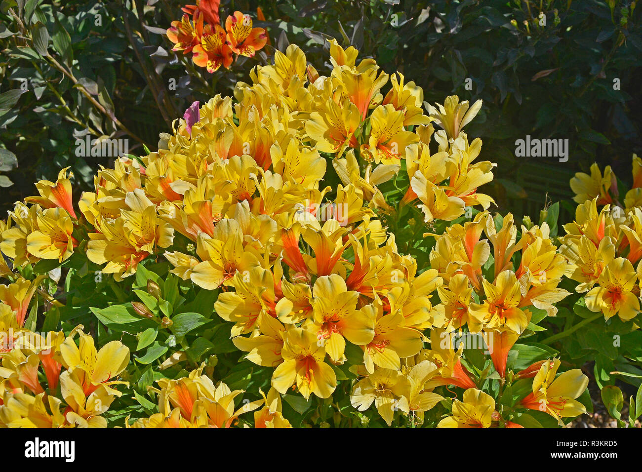 Nahaufnahme einer Blüte Grenze mit Colouful Blüte Gelb Alstroemeria Stockfoto
