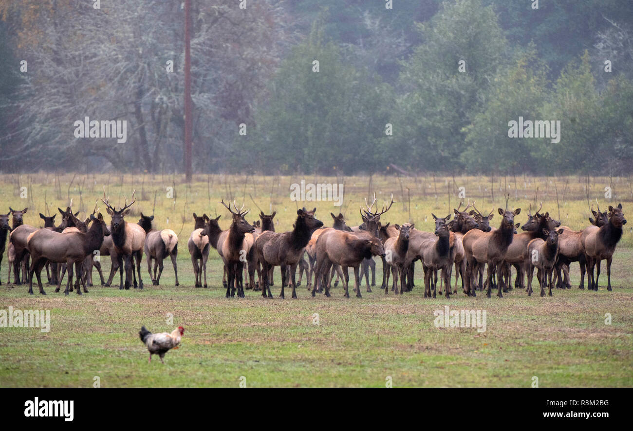 Elkton, Oregon, USA. 23 Nov, 2018. Eine desinteressiert Hahn Feeds als Herde von wilden Roosevelt Elch stand auf einer Weide auf einem Bauernhof in der Nähe von Aschau im ländlichen Western Oregon. Credit: Robin Loznak/ZUMA Draht/Alamy leben Nachrichten Stockfoto