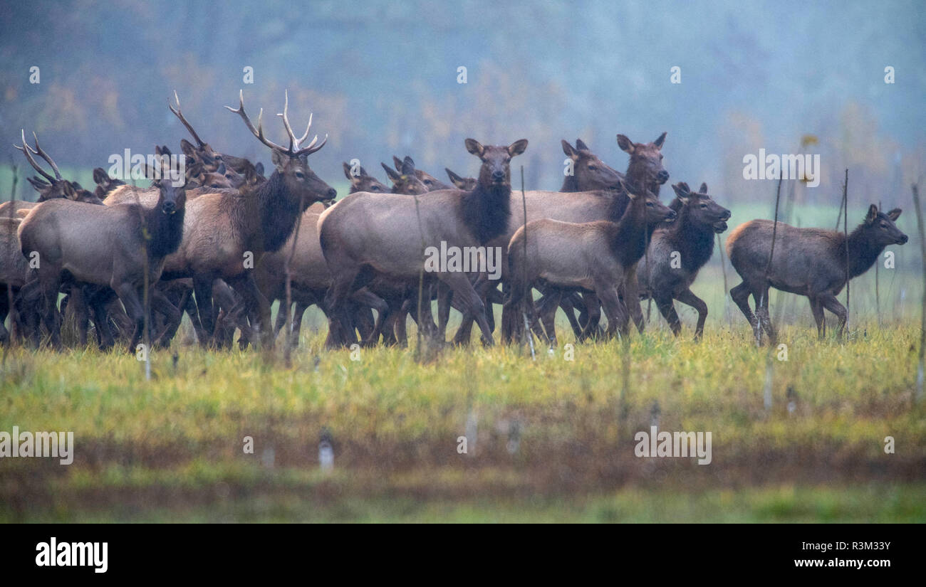 Elkton, Oregon, USA. 23 Nov, 2018. Eine Herde von wilden Roosevelt elk Spaziergang durch eine Weide auf einem Bauernhof in der Nähe von Aschau im ländlichen Western Oregon. Credit: Robin Loznak/ZUMA Draht/Alamy leben Nachrichten Stockfoto