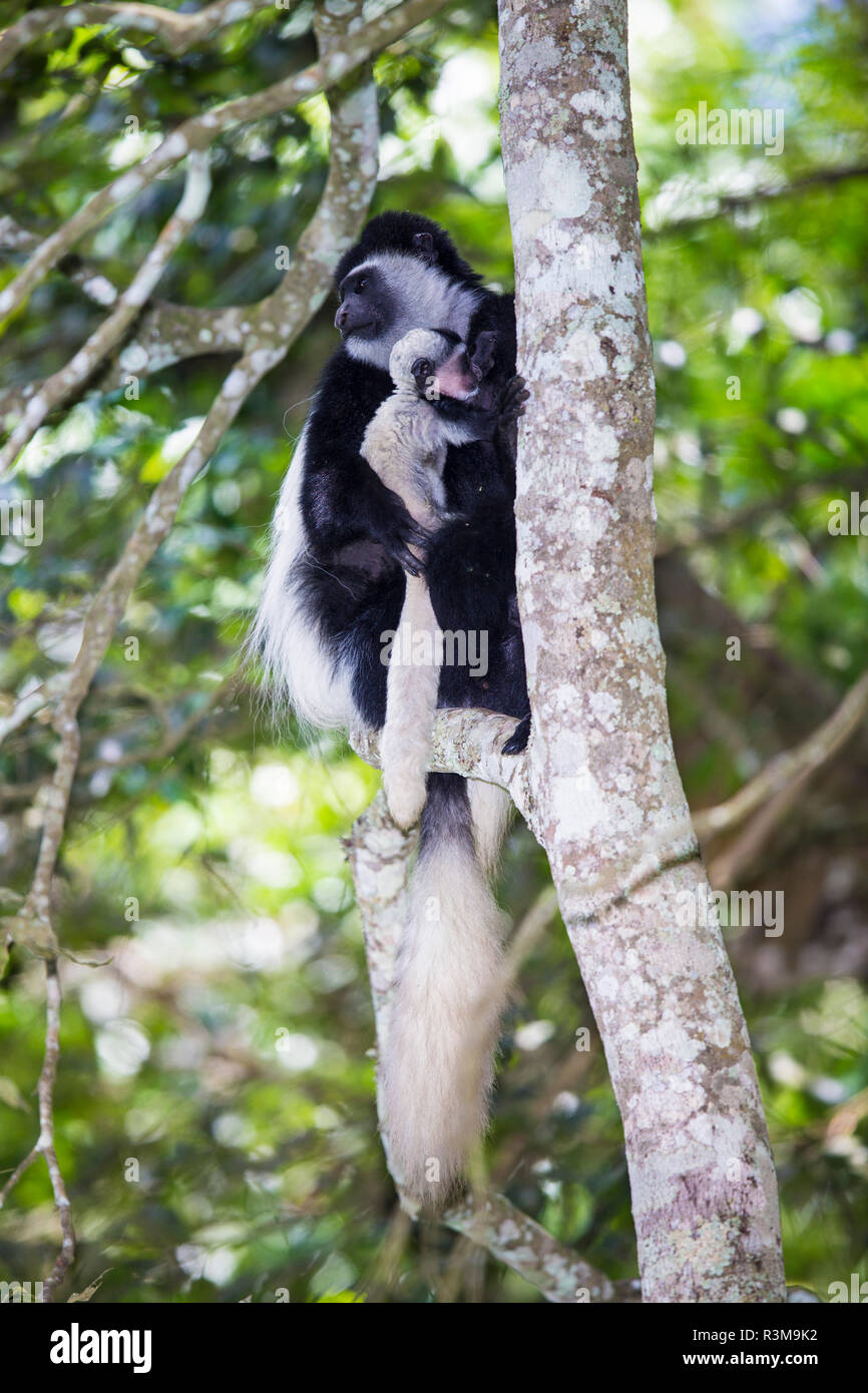 Afrika. Tansania. Schwarz und Weiß, auch als Überformte Colobus guereza (Colobus guereza) in Arusha National Park bekannt. Stockfoto