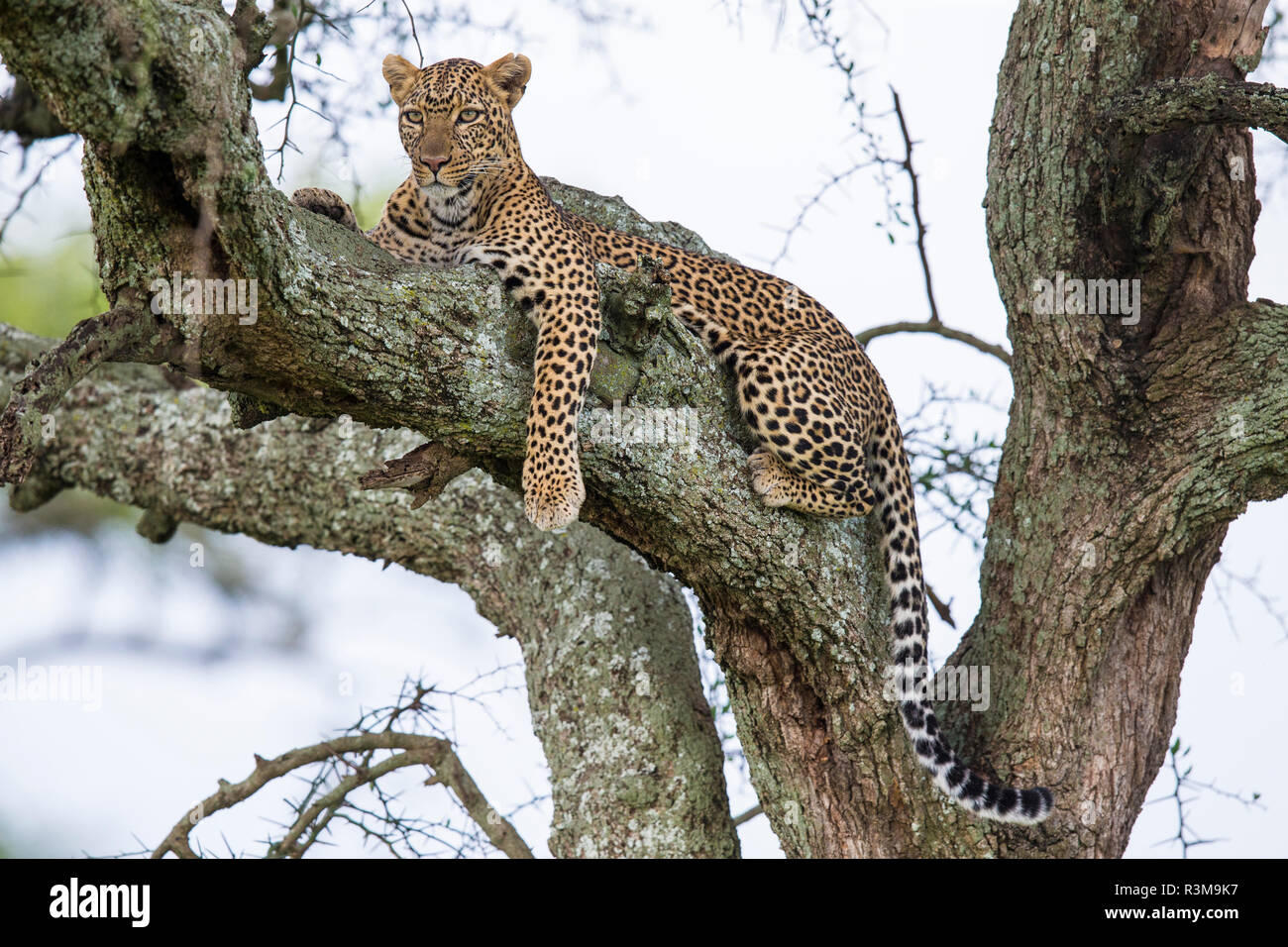 Afrika. Tansania. African Leopard (Panthera pardus) in einem Baum, Serengeti National Park. Stockfoto