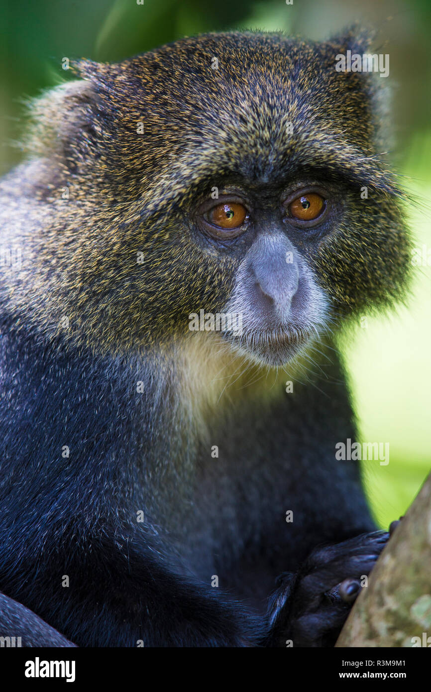 Afrika. Tansania. Blue Monkey, diademed Affen (Cercopithecus mitis) in Arusha National Park. Stockfoto