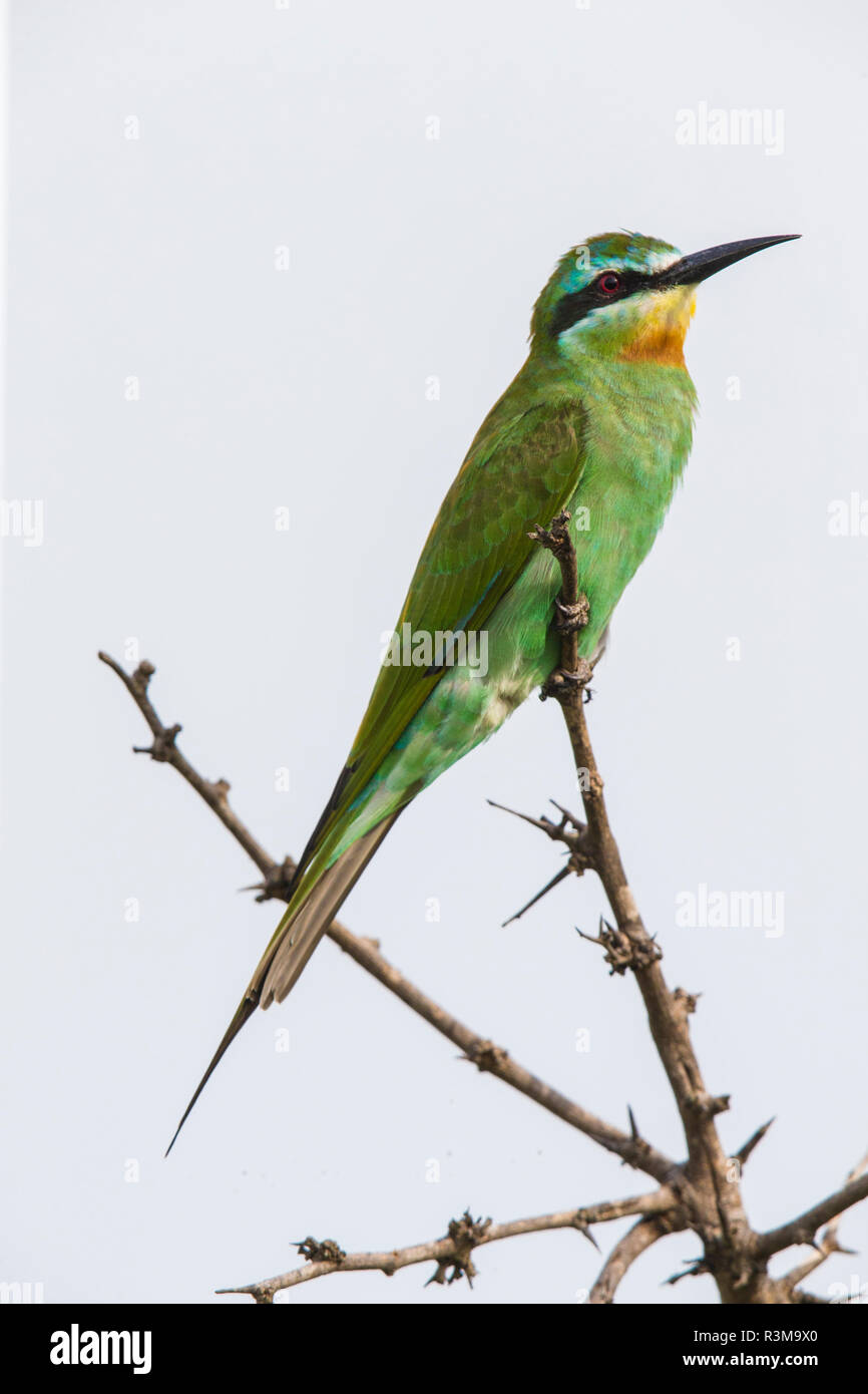 Afrika. Tansania. Blau - das ist Bienenfresser (Merops s. Persicus) in der Tarangire National Park. Stockfoto