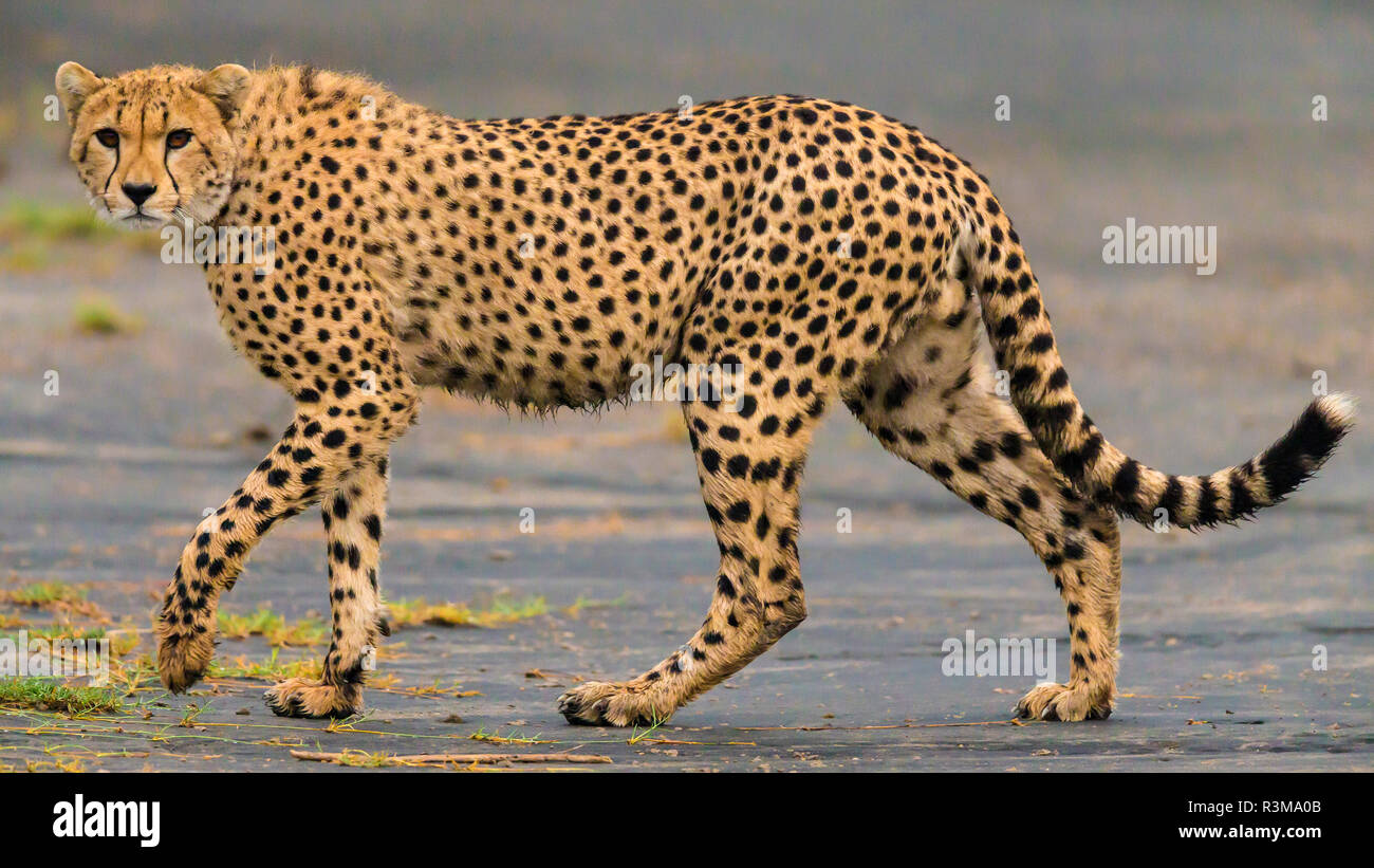 Afrika. Tansania. Gepard (Acinonyx Jubatus) bei Ndutu, Serengeti National Park. Stockfoto