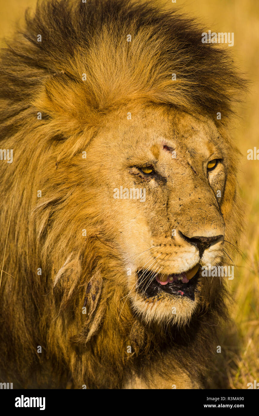 Afrika. Tansania. Männlicher afrikanischer Löwe (Panthera leo), Serengeti National Park. Stockfoto