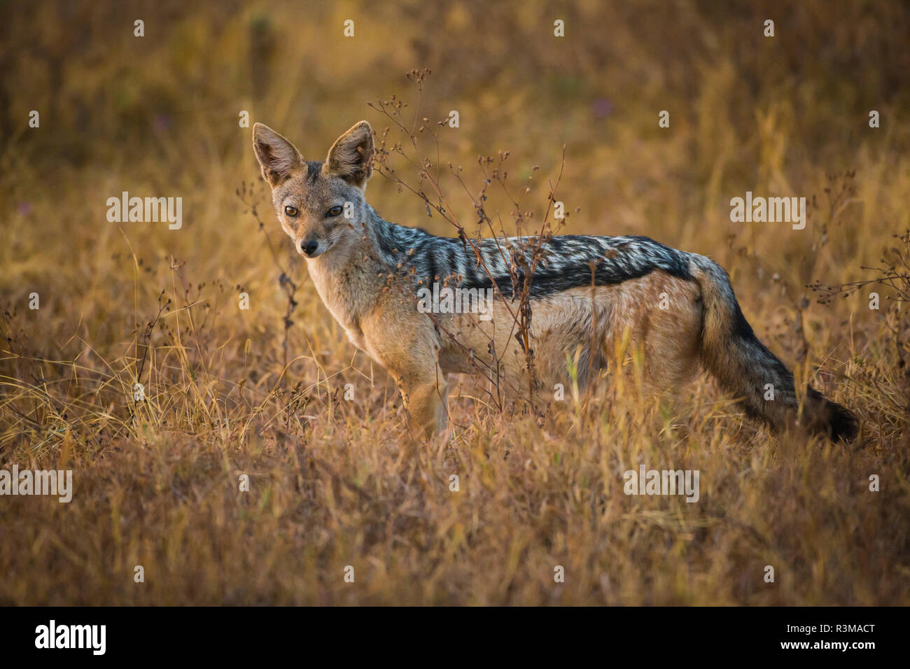 Afrika. Tansania. Black-backed Jackal (Canis Mesomelas), Serengeti National Park. Stockfoto