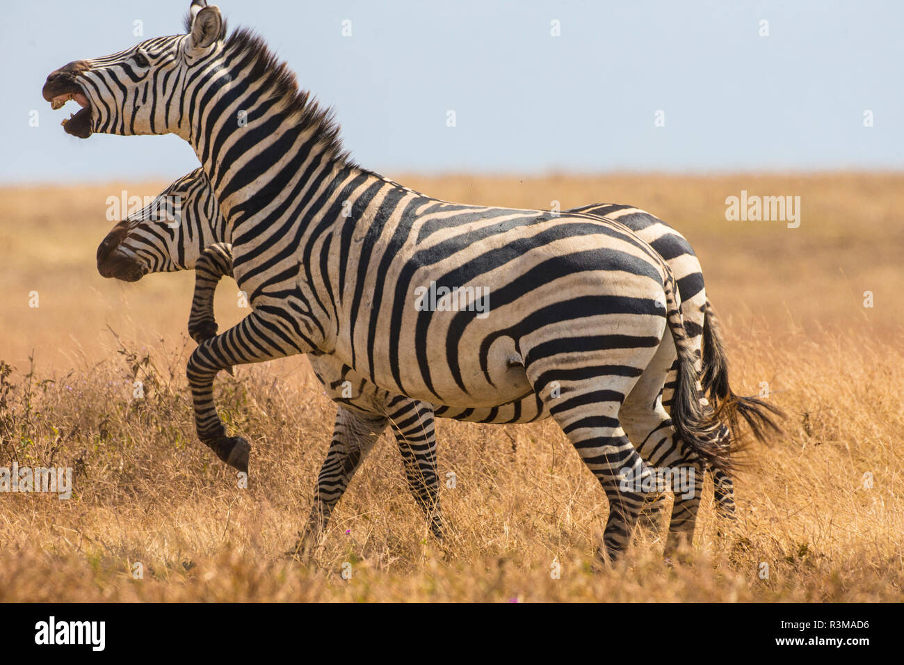 Afrika. Tansania. Männliche Zebra Hengste (Equus quagga) kämpfen, Serengeti National Park. Stockfoto